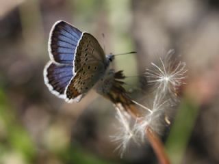G�m�� Lekeli Esmerg�z&nbsp;(Plebejus&nbsp;argus)