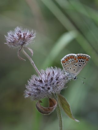 okgzl Esmer (Aricia agestis)