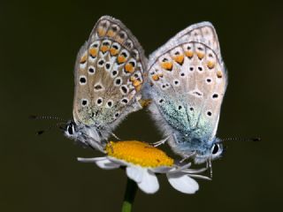 okgzl Mavi (Polyommatus icarus)