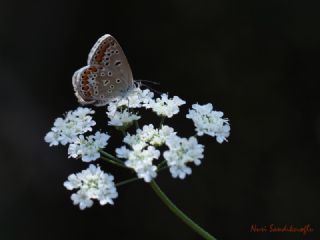 okgzl Mavi (Polyommatus icarus)