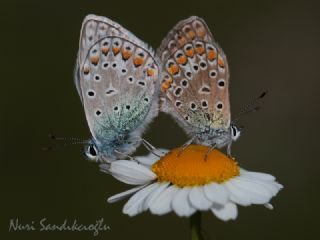 okgzl Mavi (Polyommatus icarus)