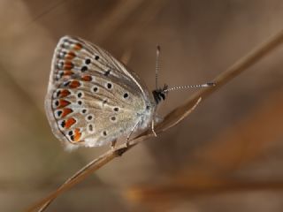 okgzl Mavi (Polyommatus icarus)