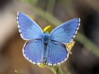 okgzl Gk Mavisi (Polyommatus bellargus)