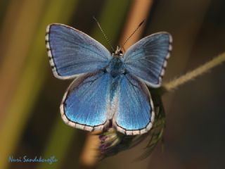 �okg�zl� G�k Mavisi&nbsp;(Polyommatus&nbsp;bellargus)