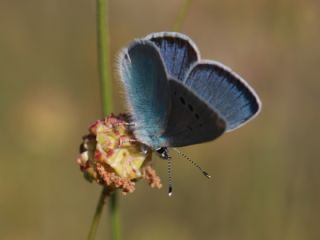 Karagz Mavisi (Glaucopsyche alexis)