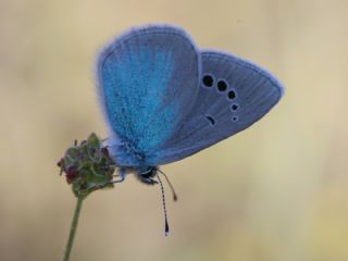 Karagz Mavisi (Glaucopsyche alexis)
