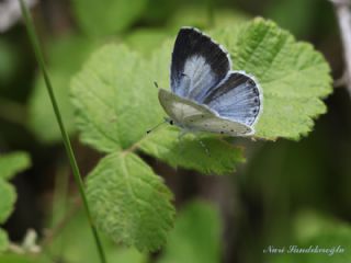 Kutsal Mavi (Celastrina argiolus)