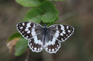 Anadolu Melikesi (Melanargia larissa)