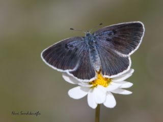 B�y�k Korubeni&nbsp;(Phengaris&nbsp;arion)