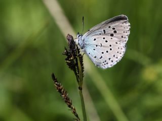 Byk Korubeni (Phengaris arion)