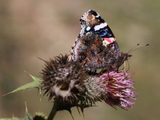 Atalanta&nbsp;(Vanessa&nbsp;atalanta)