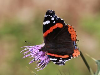 Atalanta&nbsp;(Vanessa&nbsp;atalanta)
