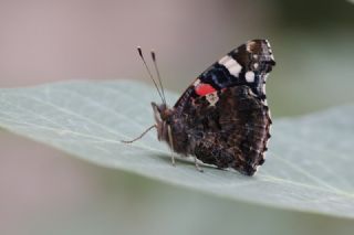 Atalanta (Vanessa atalanta)