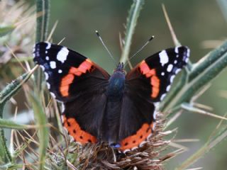 Atalanta&nbsp;(Vanessa&nbsp;atalanta)