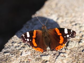 Atalanta (Vanessa atalanta)