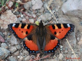 Aglais&nbsp;(Aglais&nbsp;urticae)