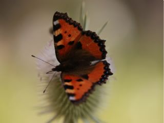 Aglais (Aglais urticae)