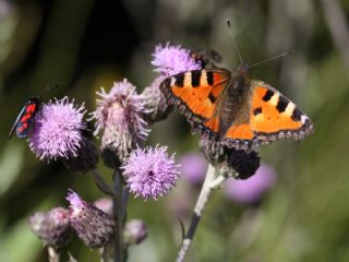 Aglais (Aglais urticae)