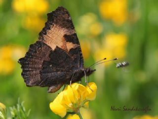 Aglais (Aglais urticae)