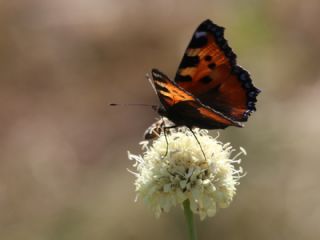 Aglais&nbsp;(Aglais&nbsp;urticae)