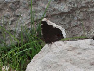 Sar Bandl Kadife (Inachis antiopa)