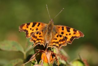 Y�rt�k P�rt�k&nbsp;(Polygonia&nbsp;c-album)