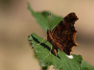 Y�rt�k P�rt�k&nbsp;(Polygonia&nbsp;c-album)