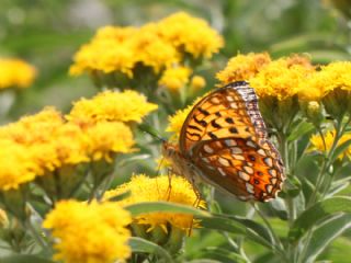 B�y�k �nci&nbsp;(Fabriciana&nbsp;adippe)