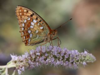 Byk nci (Fabriciana adippe)