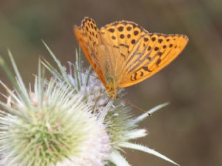 Cengaver (Argynnis paphia)