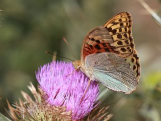 Bahad�r&nbsp;(Argynnis&nbsp;pandora)