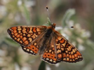 Nazuum (Euphydryas aurinia)