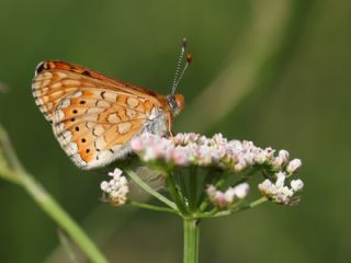 Nazuum (Euphydryas aurinia)