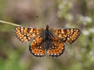 Nazu�um&nbsp;(Euphydryas&nbsp;aurinia)