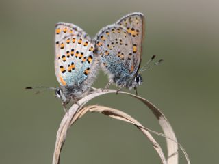 Akbes Gelincii (Tomares nesimachus)