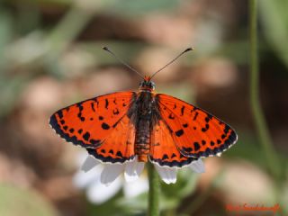 Benekli parhan (Melitaea didyma)