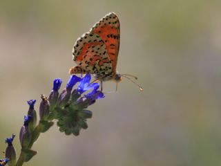 Benekli parhan (Melitaea didyma)