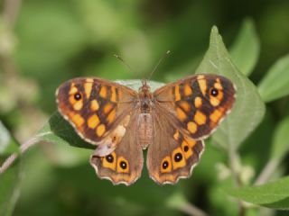 Karanlk Orman Esmeri (Pararge aegeria)