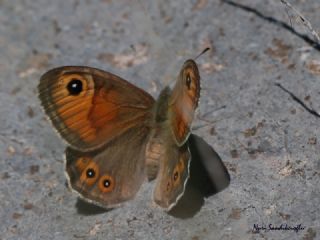 Esmerboncuk (Lasiommata maera)