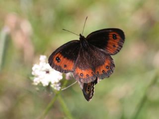 sko Gzelesmeri (Erebia aethiops)