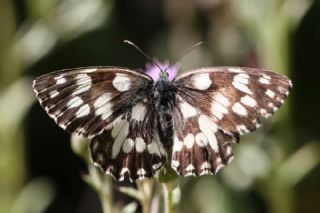 Orman Melikesi&nbsp;(Melanargia&nbsp;galathea)
