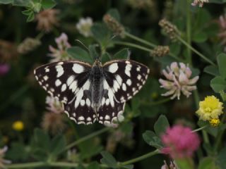 Orman Melikesi (Melanargia galathea)