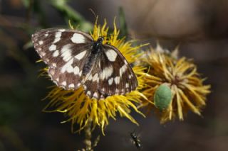 Orman Melikesi (Melanargia galathea)