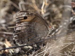 Lidya Yalanccads (Pseudochazara lydia)