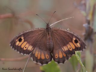 Seyit (Arethusana arethusa)