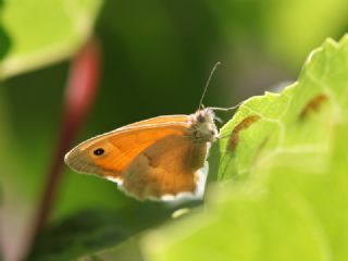 Kk Zpzp Perisi (Coenonympha pamphilus)