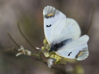 Zegris (Zegris eupheme)