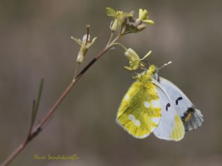 Zegris (Zegris eupheme)