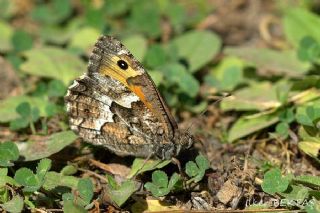 Gney Kzlmelei (Hipparchia senthes)