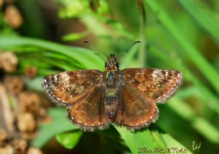 Pasl Zpzp (Erynnis tages)